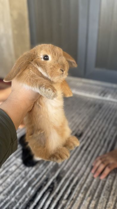 Карлик куён боллари