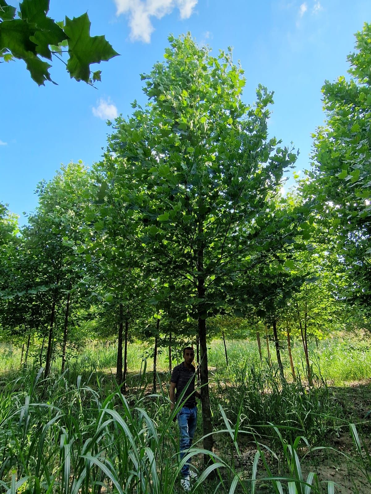 Platan ( platanus acerifolia ) mesteacan, tei, artar, copaci de umbră.