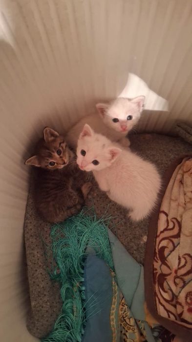 Кошки бесплатно заберите