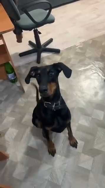 Доберман (сука) во взрослые, ответственные руки