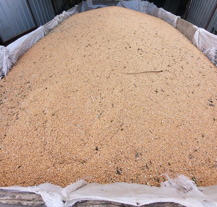 Vând grâu producție proprie 2025