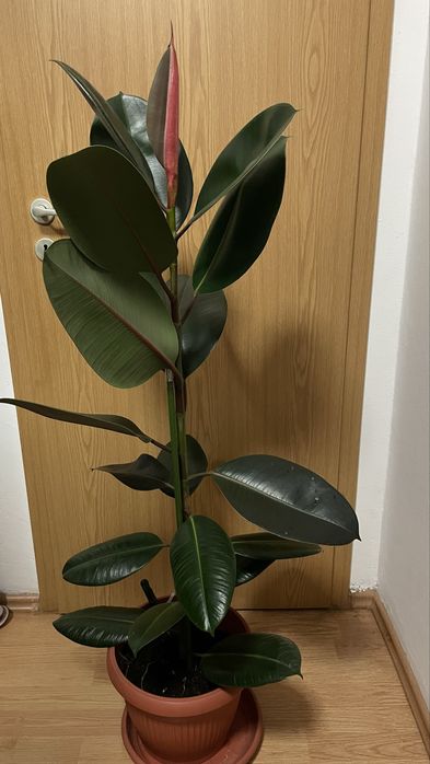 Ficus in ghiveci 130 cm
