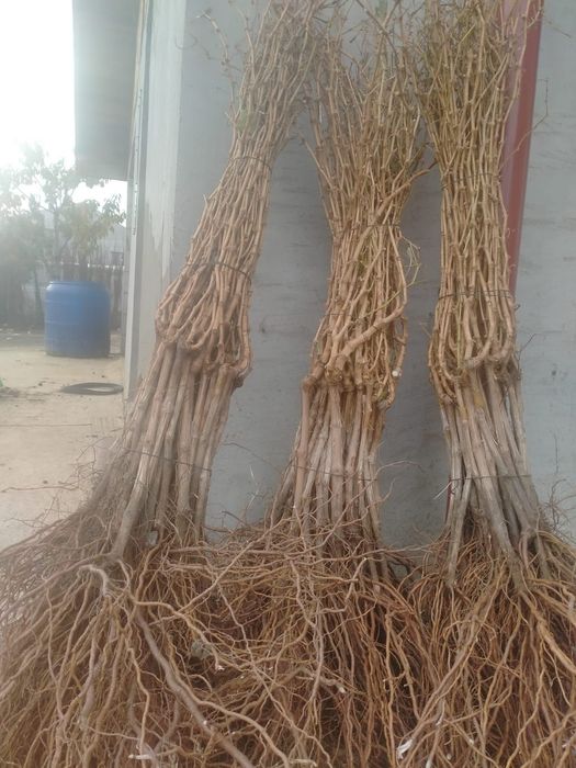 Butași vita de vie de vânzare