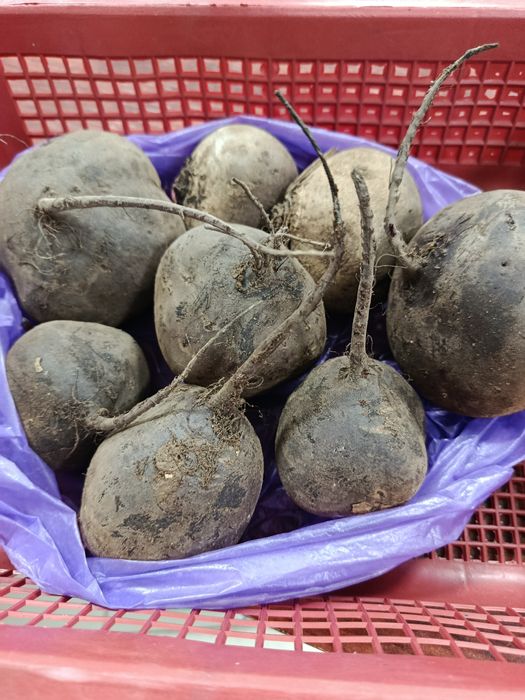 Продам свеклу  домашнюю