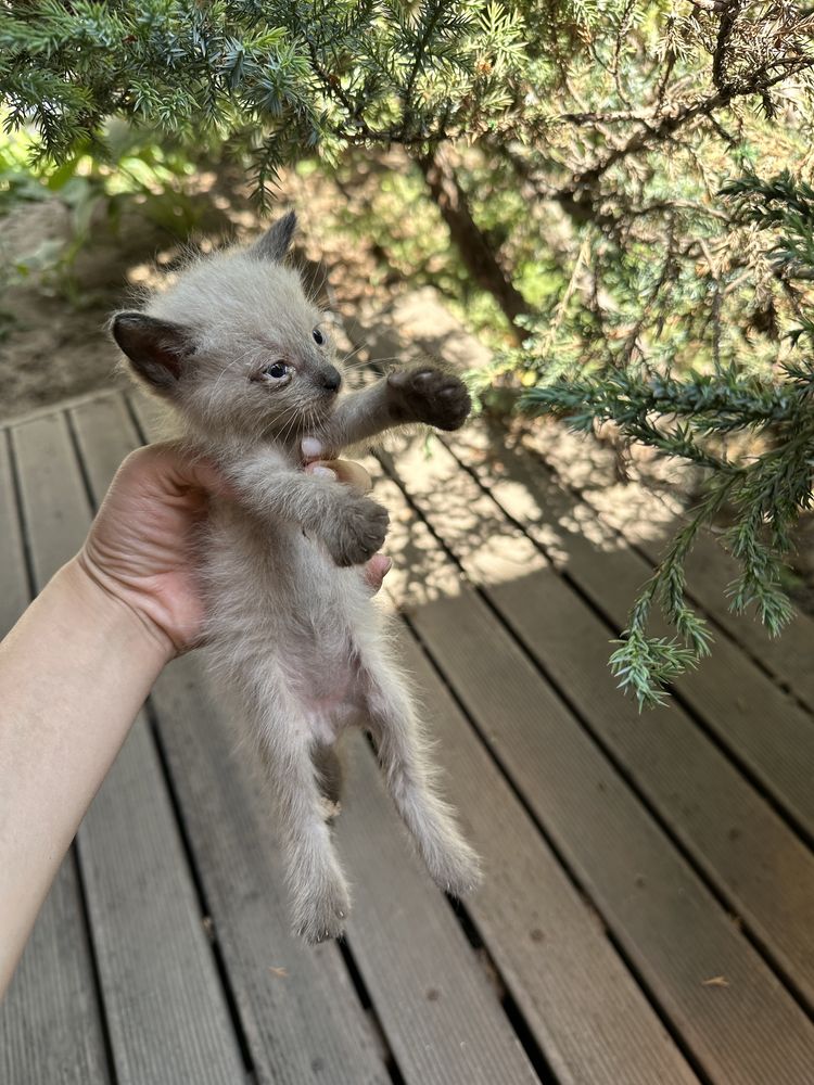 Котята 9 шт, 7 мальчика 2 девочек