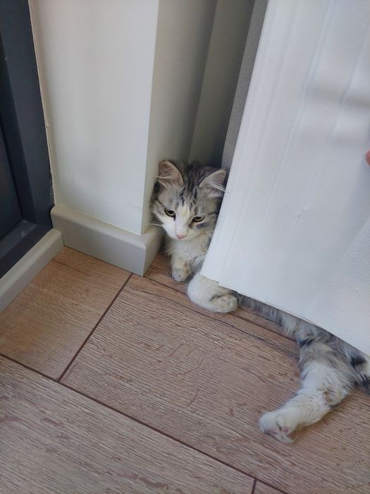 Котенок мальчик Ташкент кастрированный