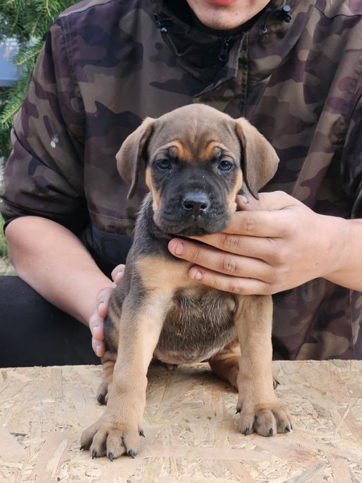 Căței cane corso