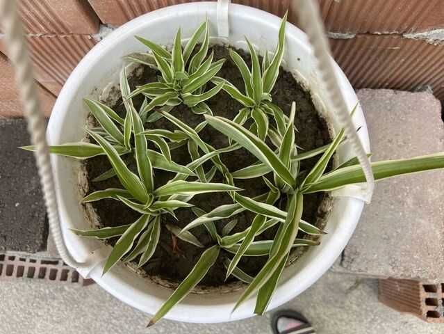 Planta păianjen / Spiderplant