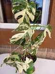 Monstera Albo, ghiveci
