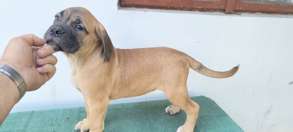 Mascul Cane Corso Italiano