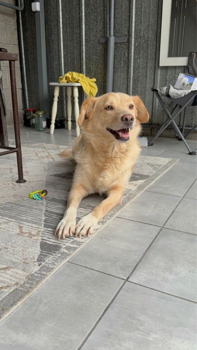 Ищем дом, девочка