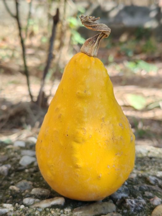 Tărtăcuțe de vanzare