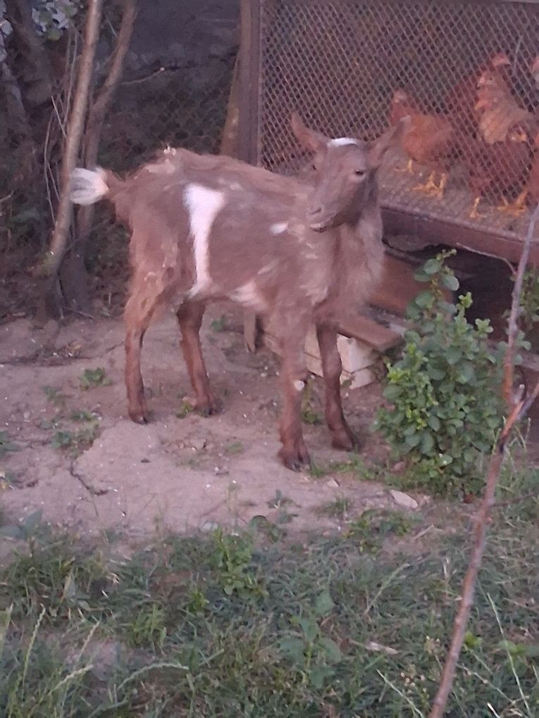 De vânzare ied de 4  luni , castrat