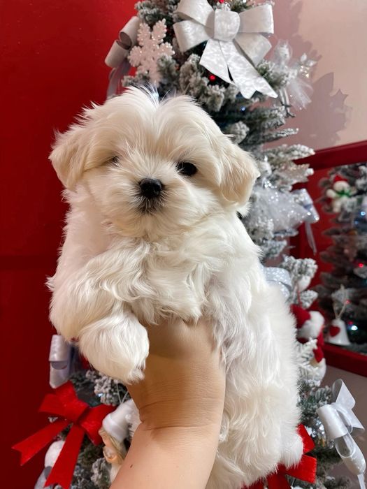 Bichon maltez mini toy