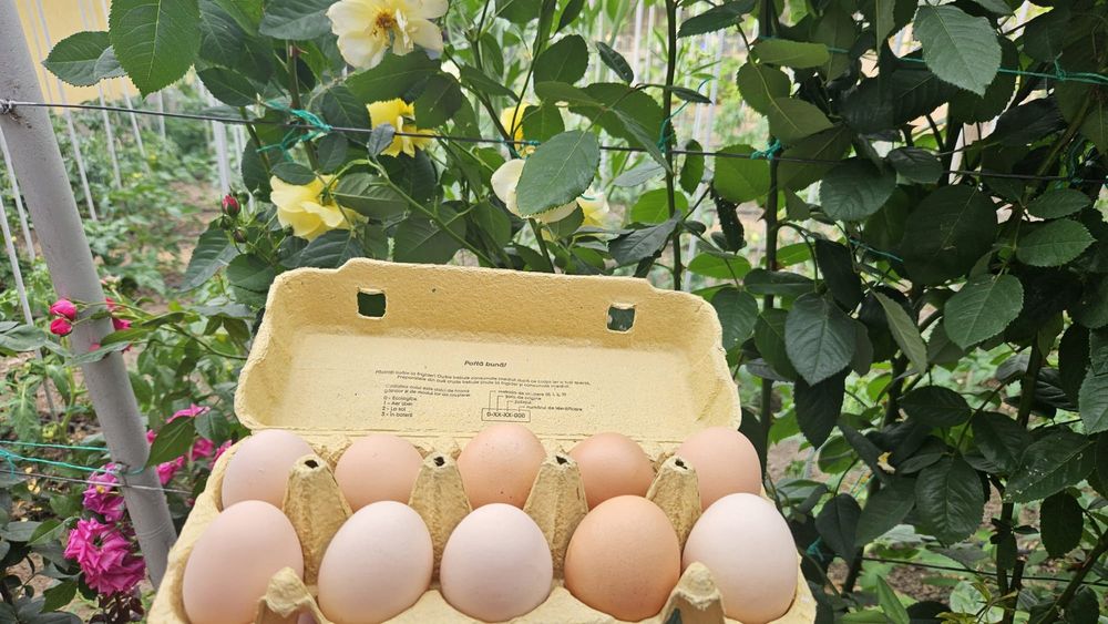 Vând ouă de găină BIO
