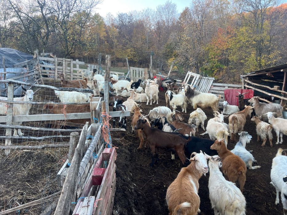 Se vând 40 de capre românești