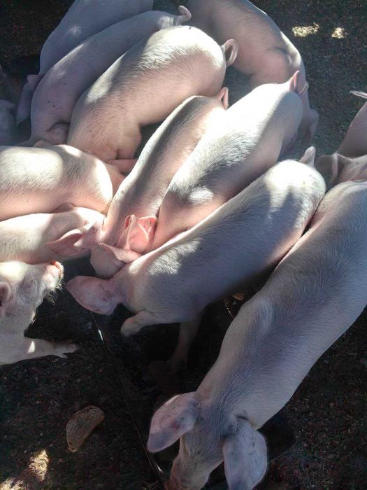 Продавам малки прасета за угояване – 15 до 40 кг