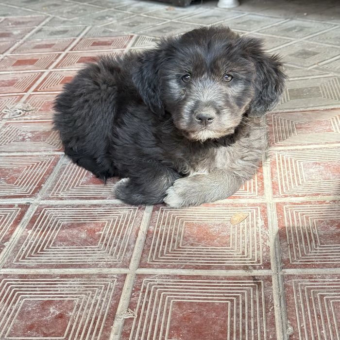 Отдам щенят в добрые руки