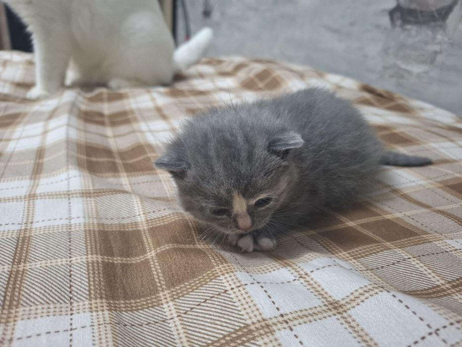 Продам 2 породистых новорождённых котёнков.