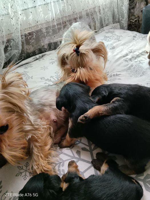 Продавам Иоркита