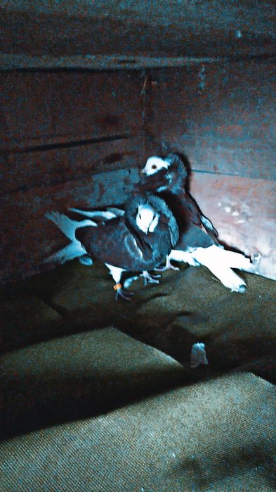 Porunbei de vânzare 200 lei sau schimb pe jucători de BT