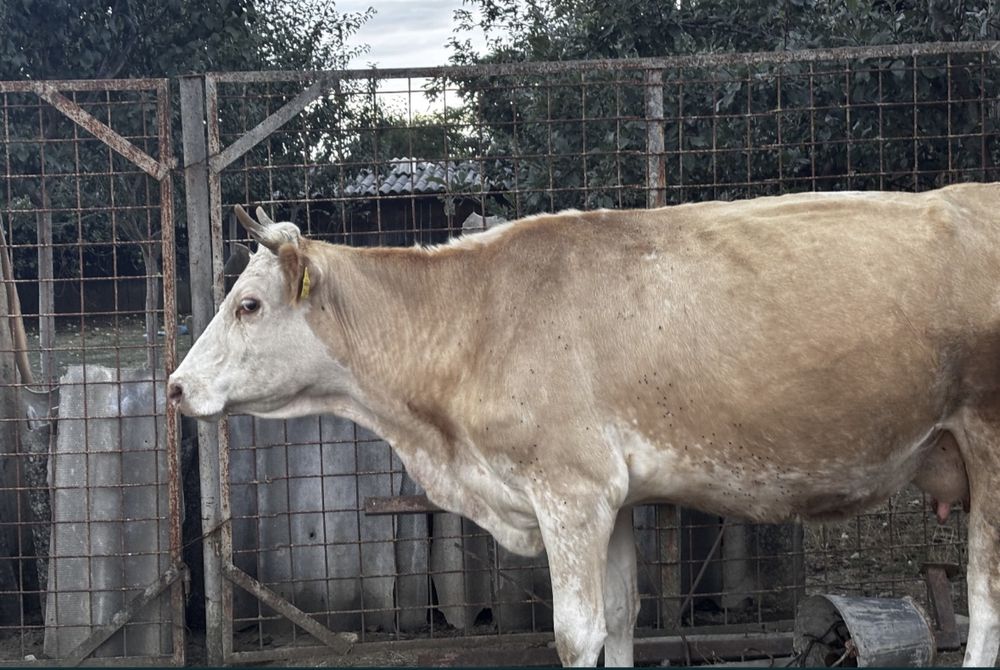 Vând vaci bune de lapte!!!