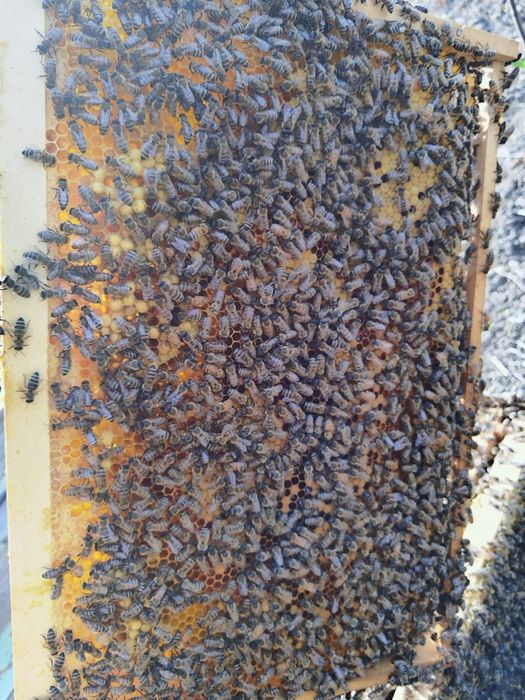 Mătci Selecționate (65lei), familii si roiuri