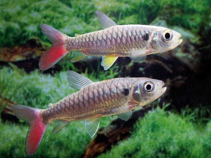 Продам аквариумных рыбок! Хальцеус краснохвостый