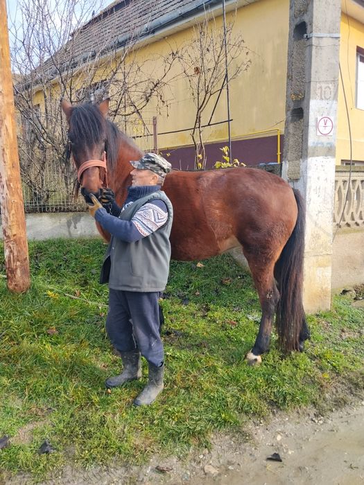 Iapă de doi ani jumate