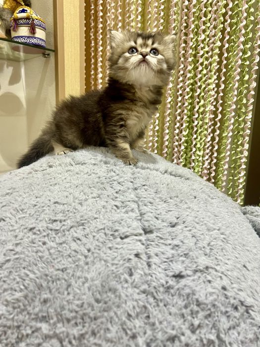 Британская золотая шиншила!