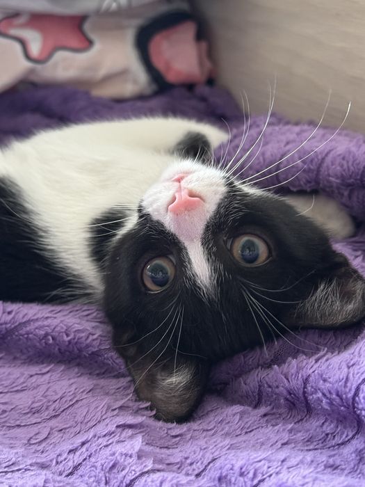 Котенок мальчик ищет дом