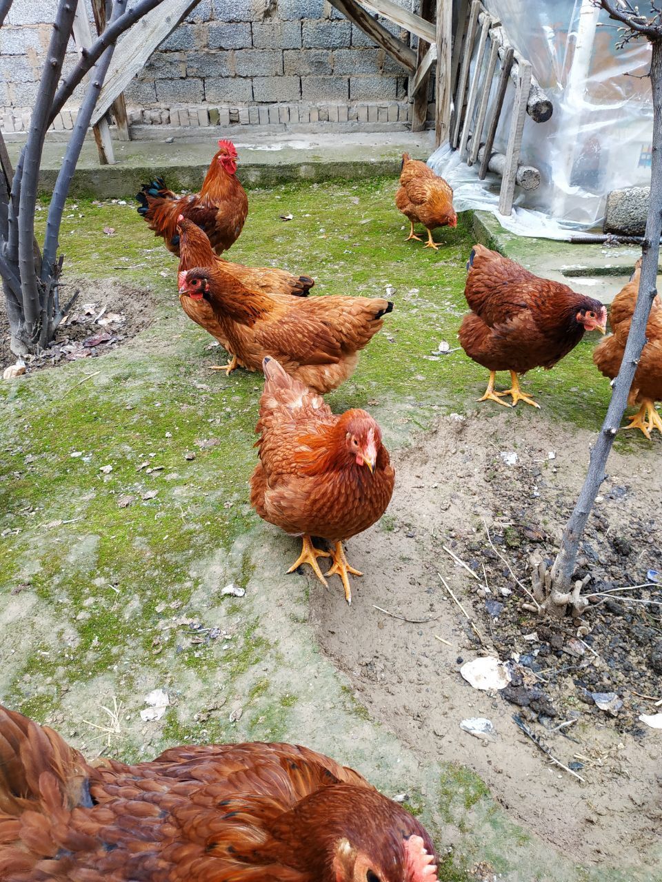 Xanxayp tuxumlari sotiladi