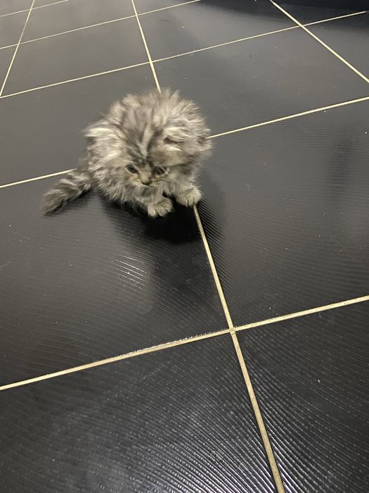 Котята продаются