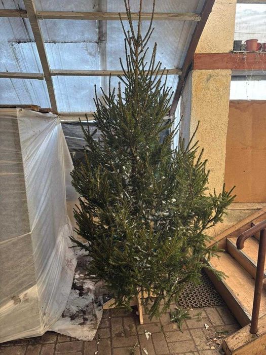 Сосны и ели срезанные в наличии