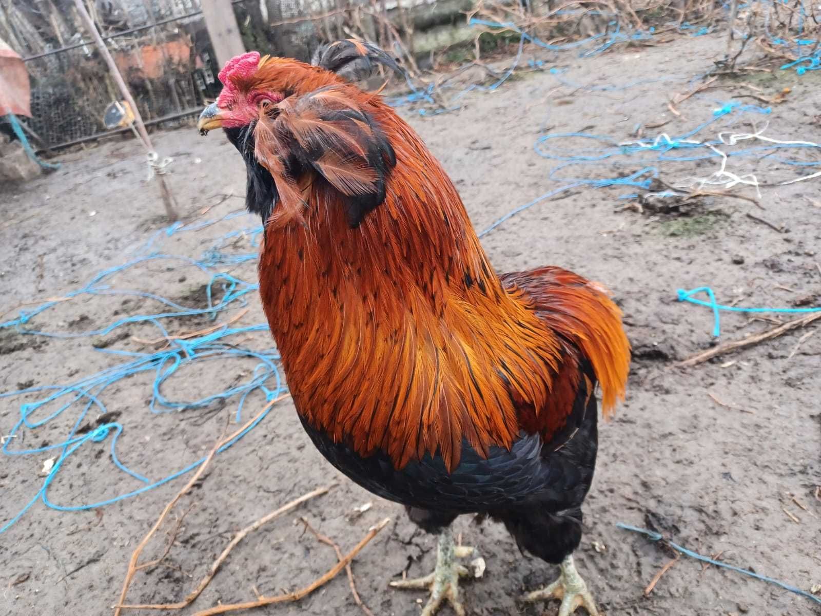 Oua de incubație Araucana