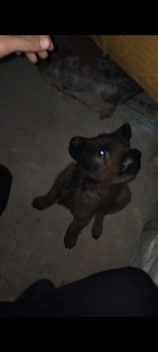 Пропал щенок девочка, порода белгийская овчарка. 2х месячный.