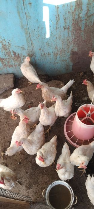 Продаются курочки Ломан Сенди