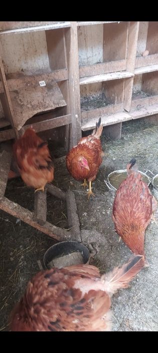 Vând găini de casa