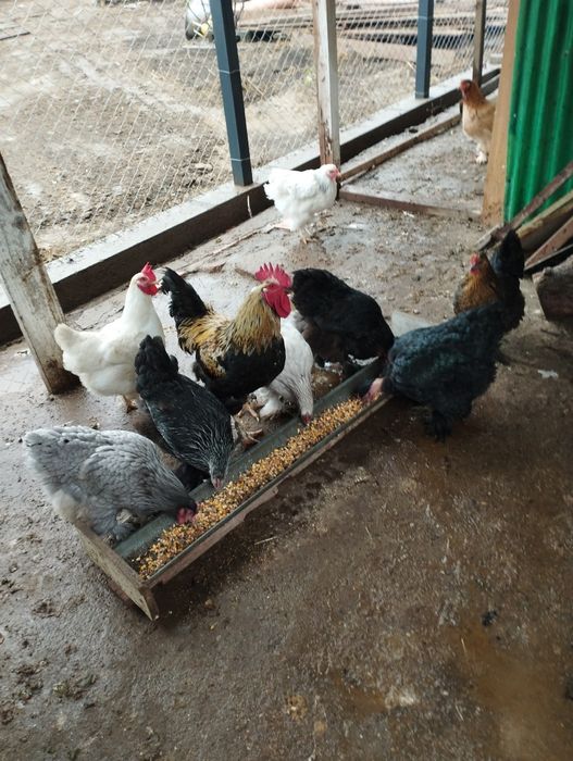 Găini de vânzare.