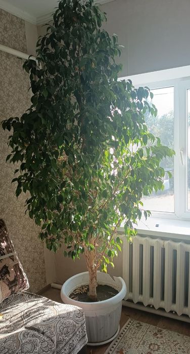 цветы  Продаётся большой фикусенджамина! 

Комнатное декоративно