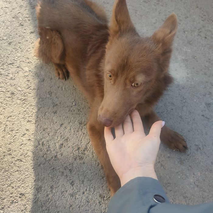 Нашли собаку щенка  коричневую