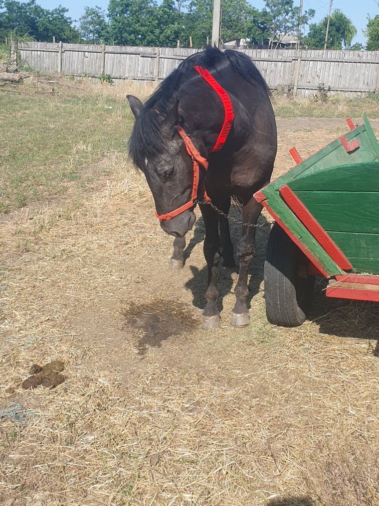 Vand armăsar de 1 an și 11 luni