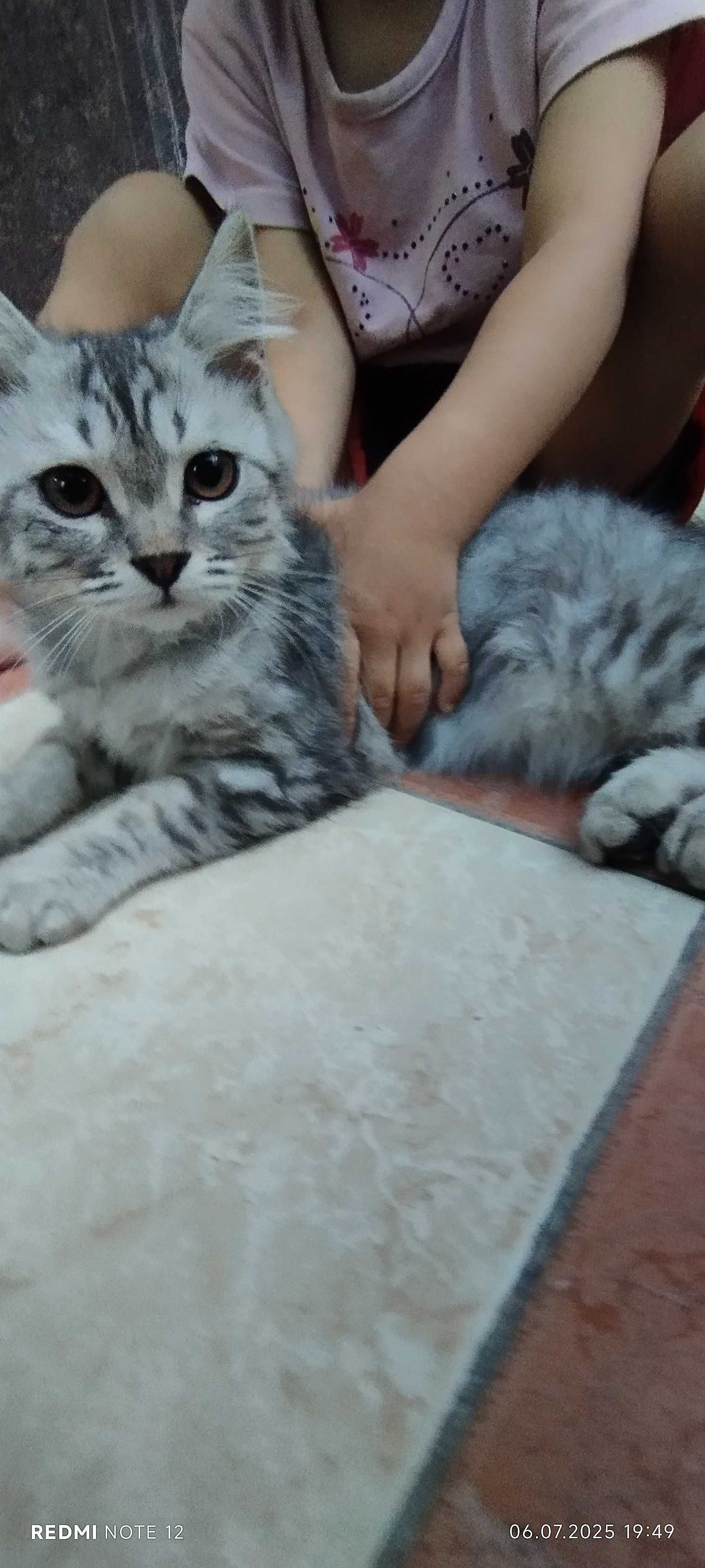 Mushuk hadyaga beriladi