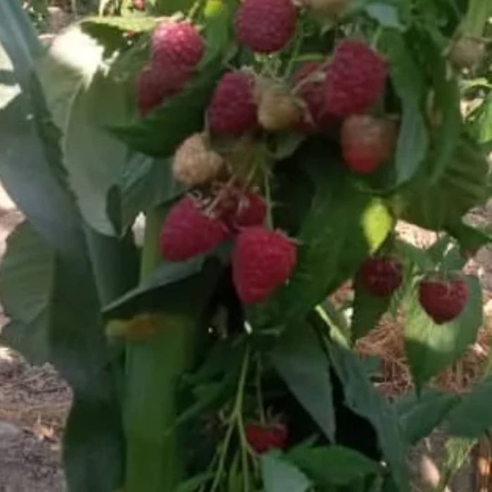 Малина Полана ва Полька,оригинал сорт