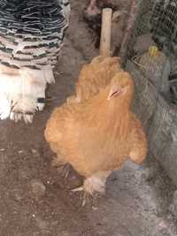 Продам яйца кур породы брама кокинхей для разведения цыплят яйца свежи