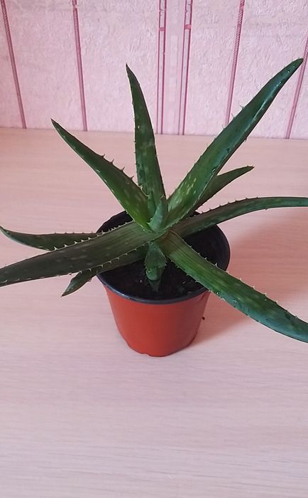 Комнатные цветы. Алоэ Вера.