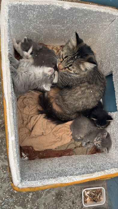 Котята в добрые руки