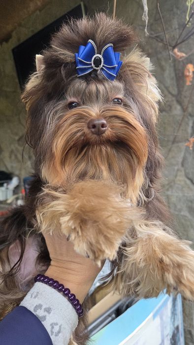 Шоколадов йоркширски териер