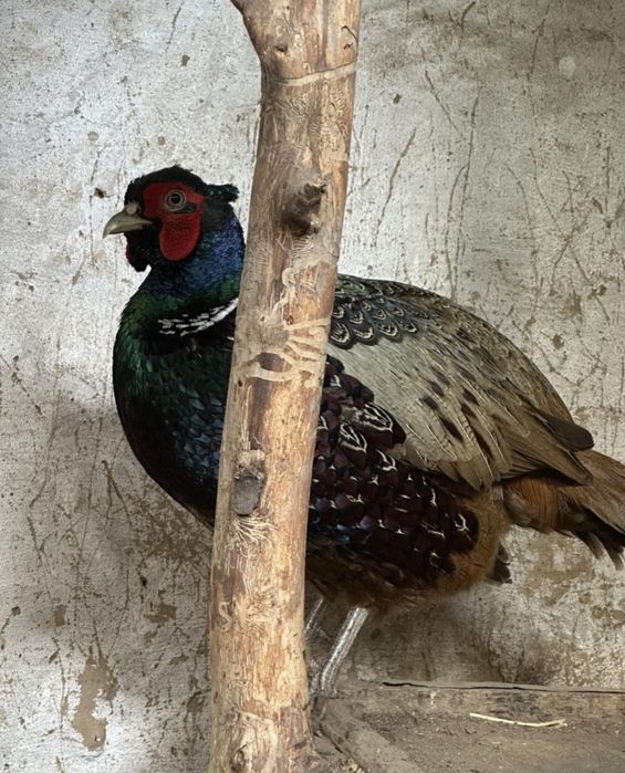 Фазан промысловый,петух,возраст 1,5г.,возможна доставка по Казахстану