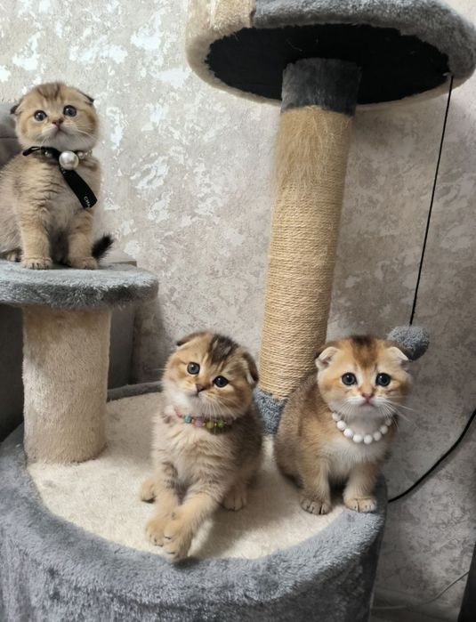 Котята от правильной вязки